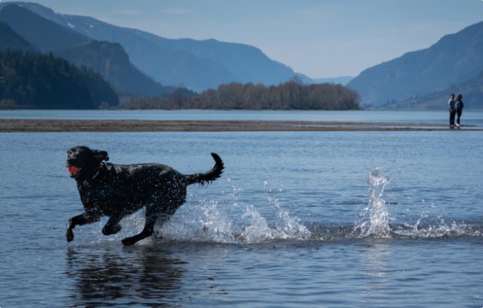 Dog playing fetch at the Hood River Waterfront Park