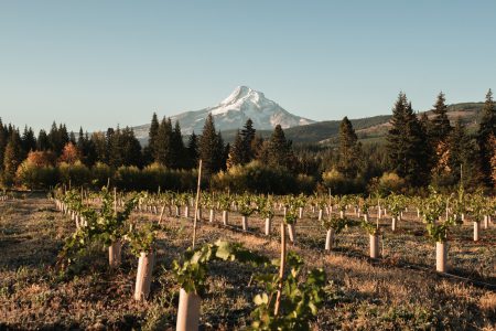 Mt. Hood in the background of Grateful Vineyards