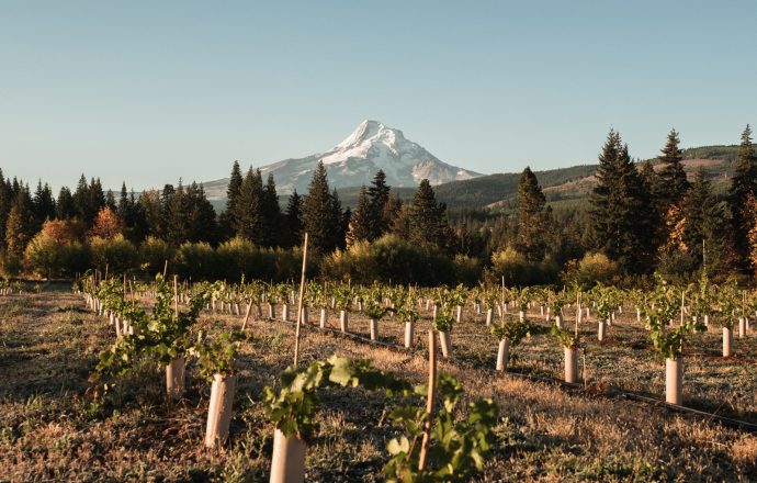 Mt. Hood in the background of Grateful Vineyards