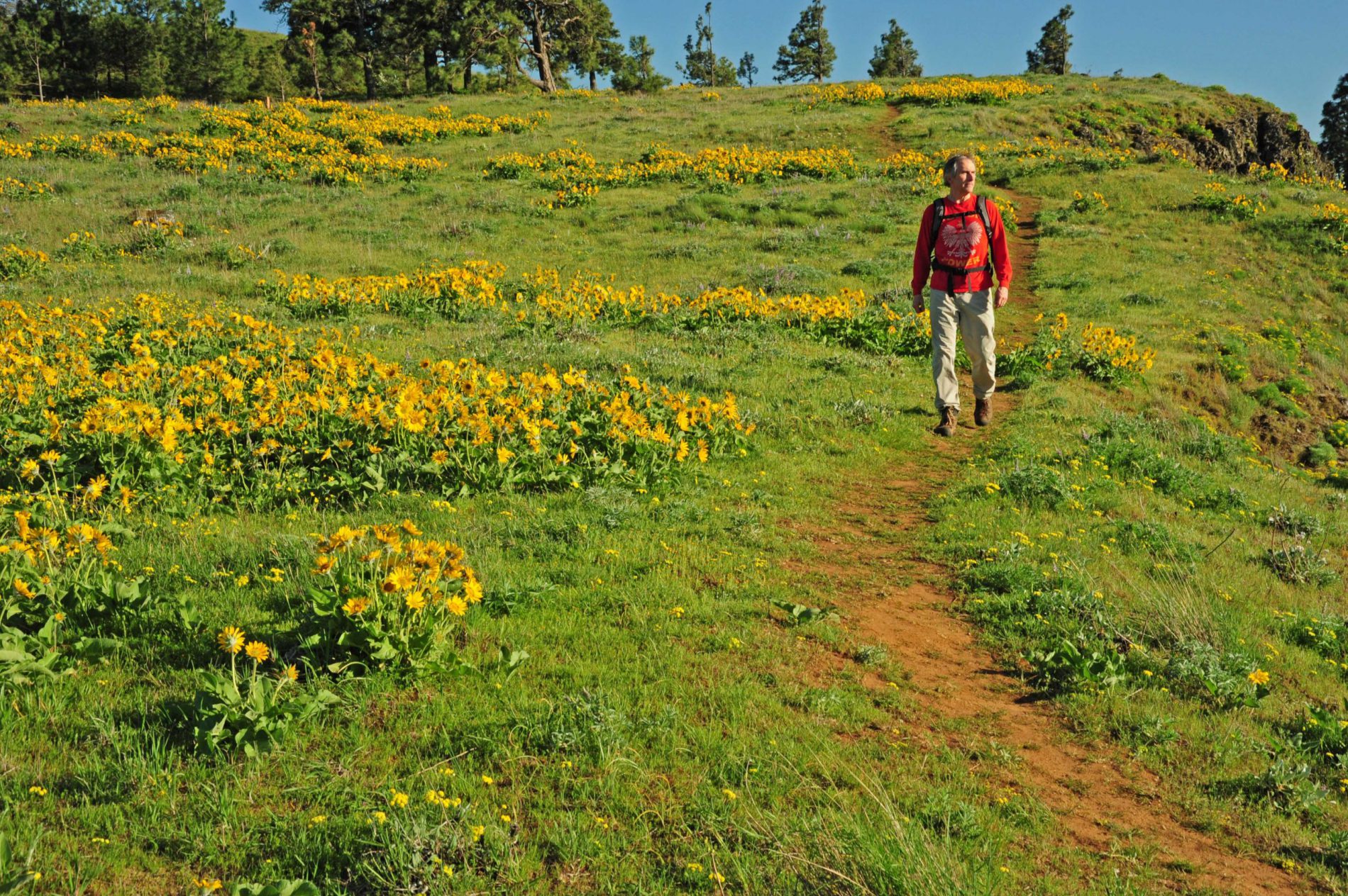 Hiking along a path covered in blooming wildflowers