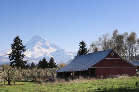 Mt. Hood peeks over a blooming orchard in Hood River