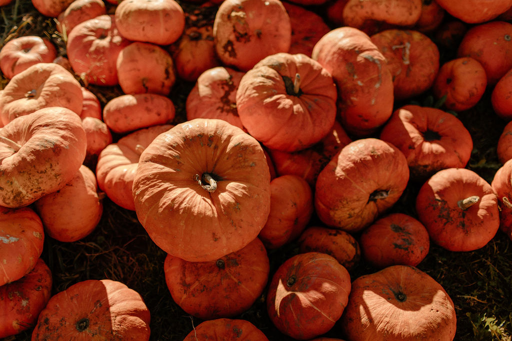 Pile of pumpkins harvested for fall