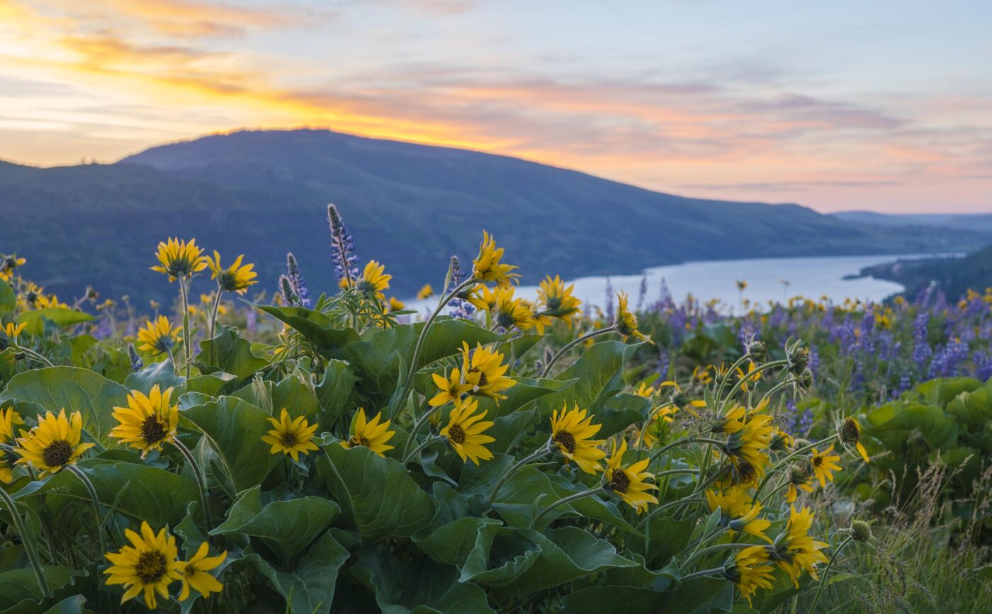 Spring Wildflowers & Hikes - Visit Hood River