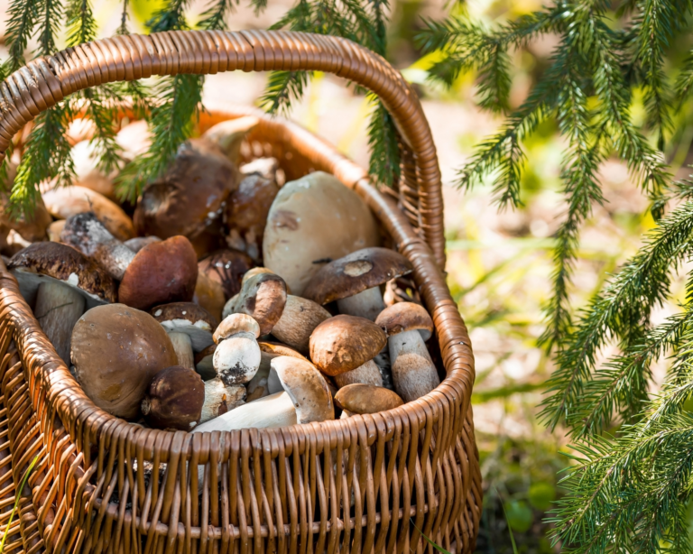 A basket full of wild mushrooms.