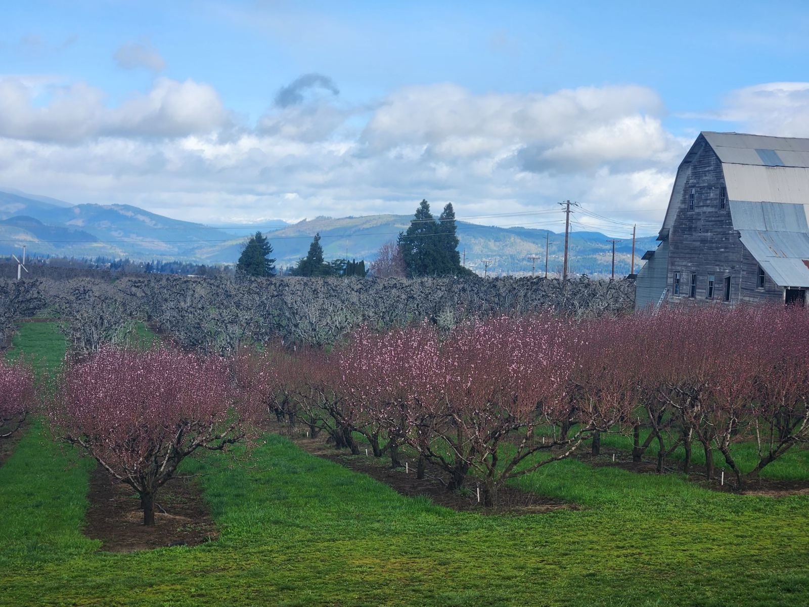 Peach Blossoms at Packer Farms