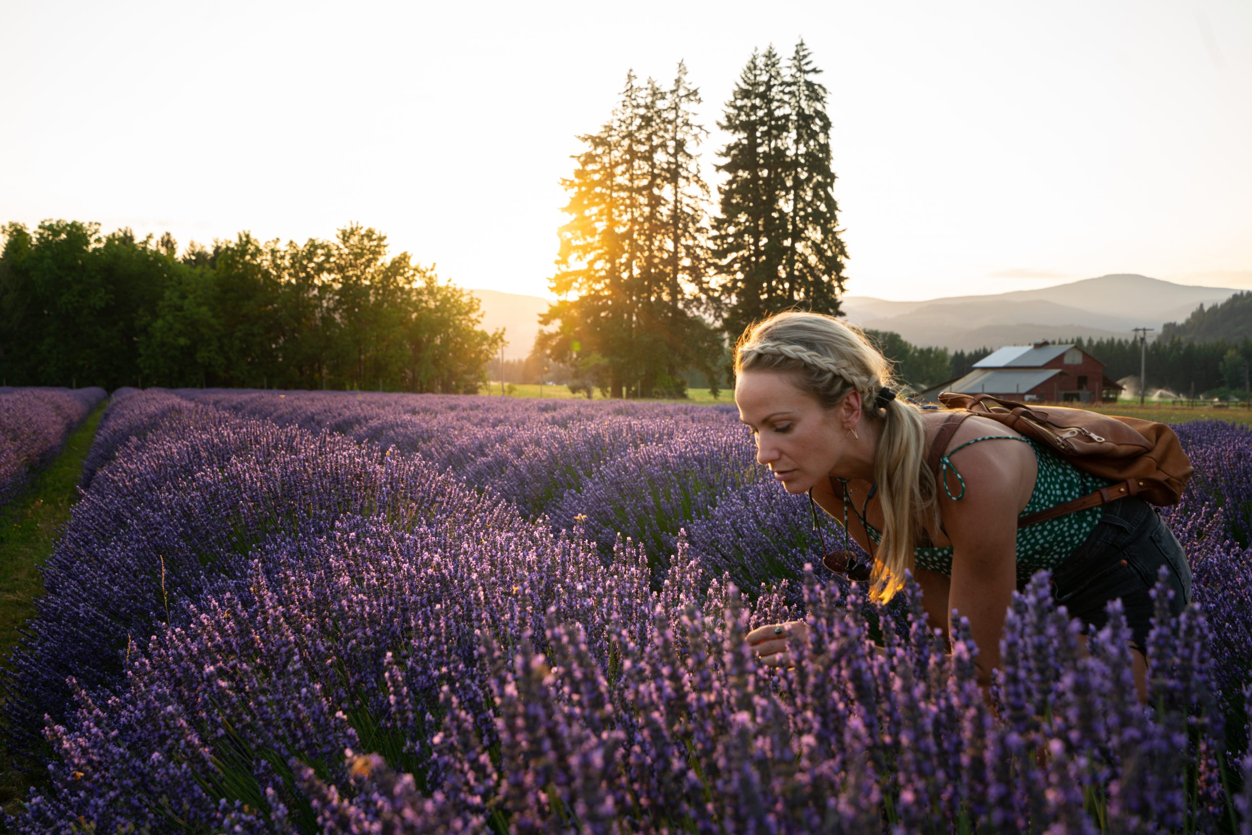 A woman smelling lavender in a field with a sunset in the background.