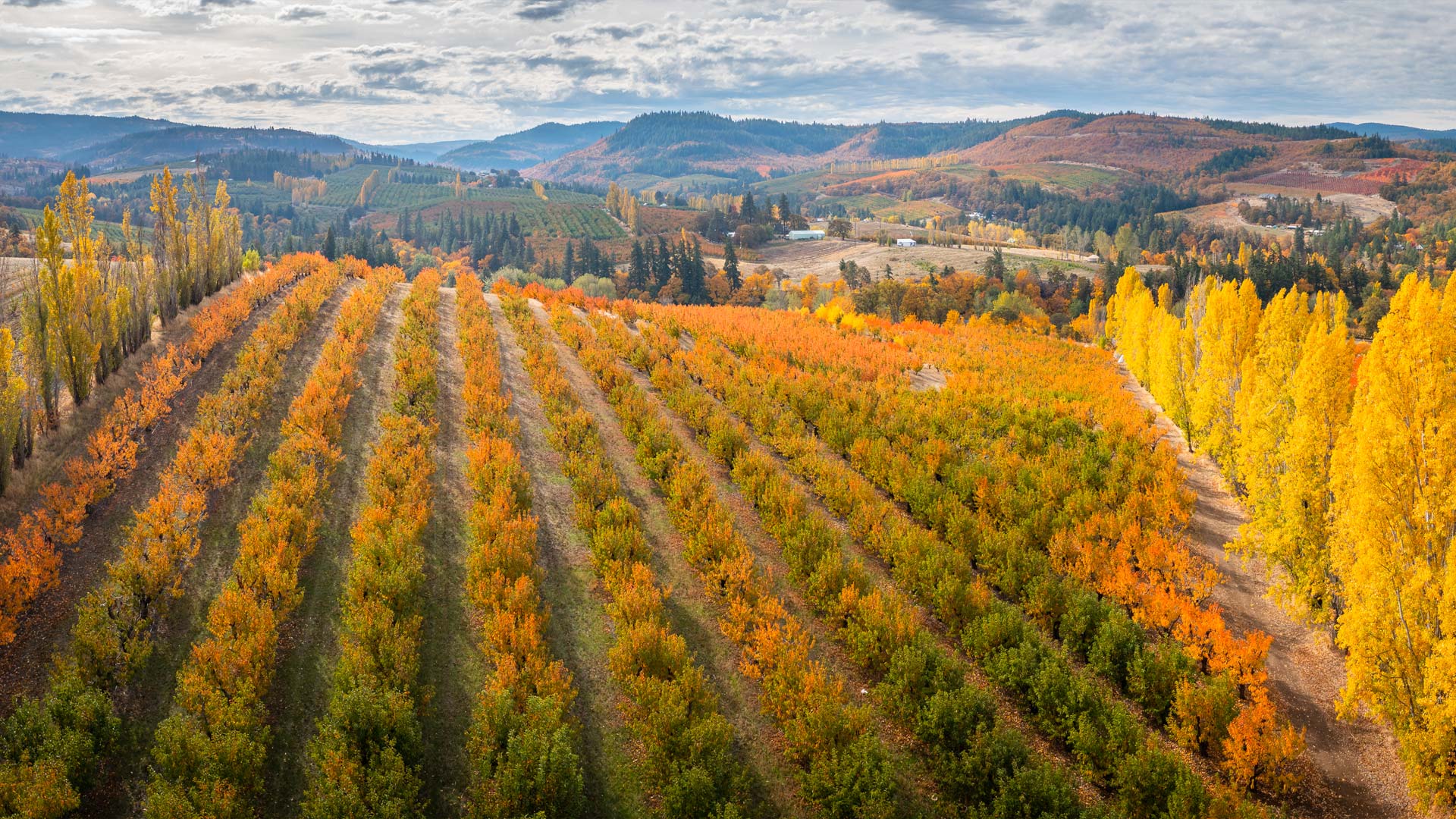 Fall Orchards in Hood River, Oregon