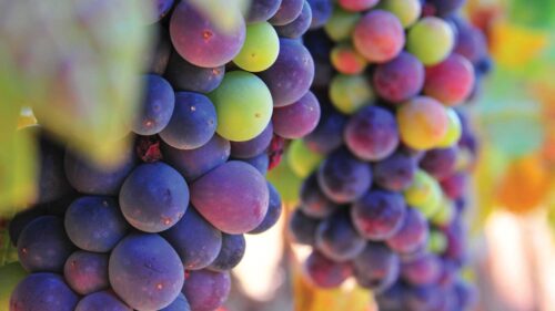 Wine Grapes in Hood River