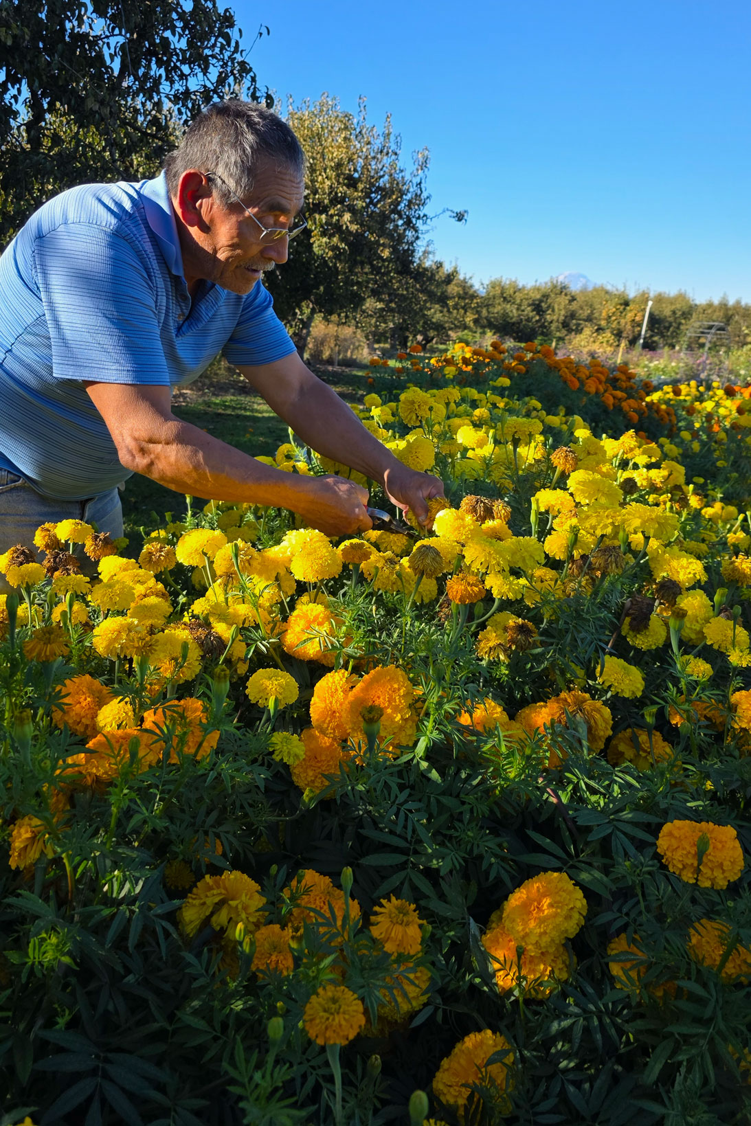 Gardening at Pear Bloom Farm in Hood River, Oregon