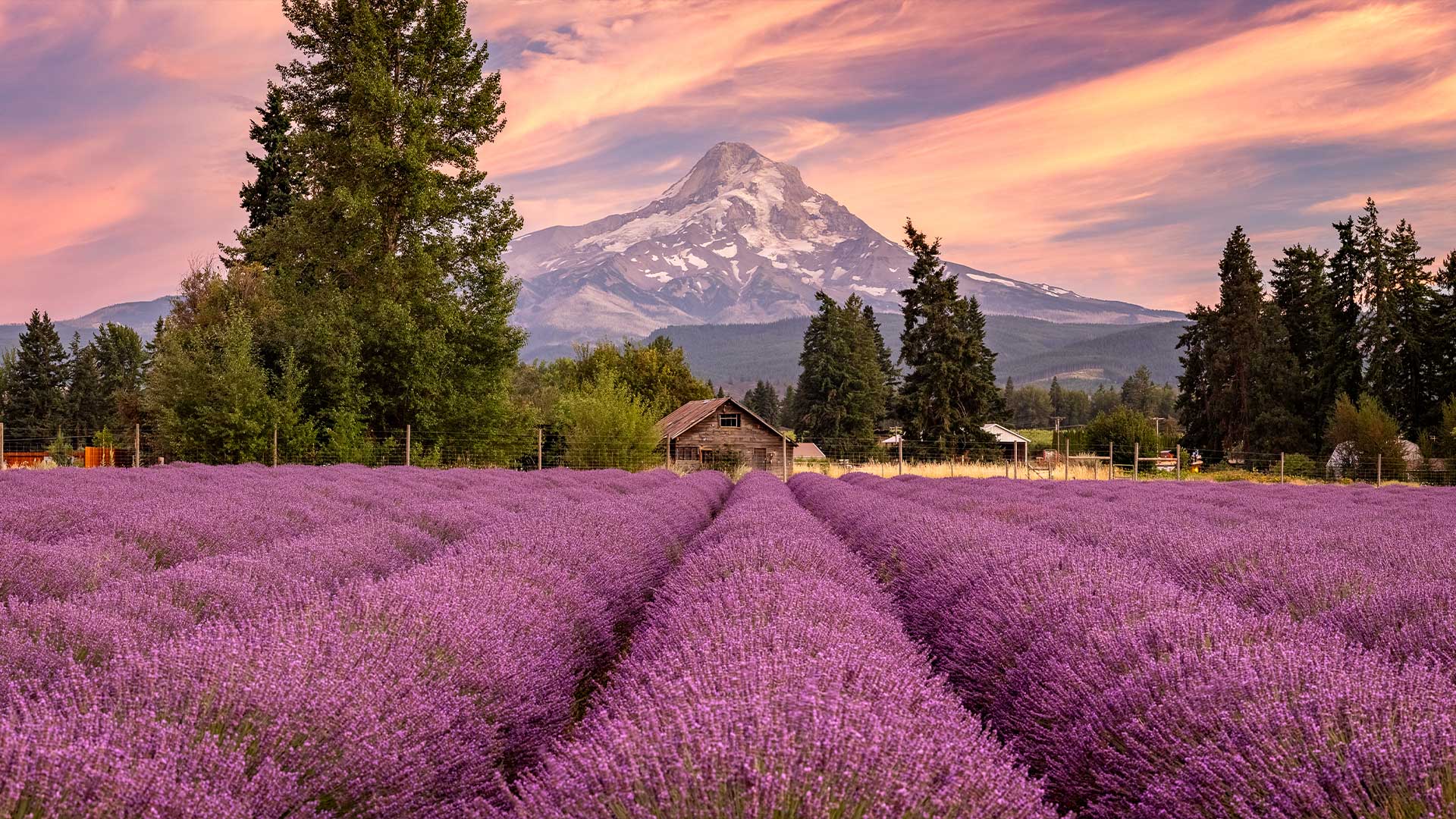 Lavender Farm in Hood River Valley