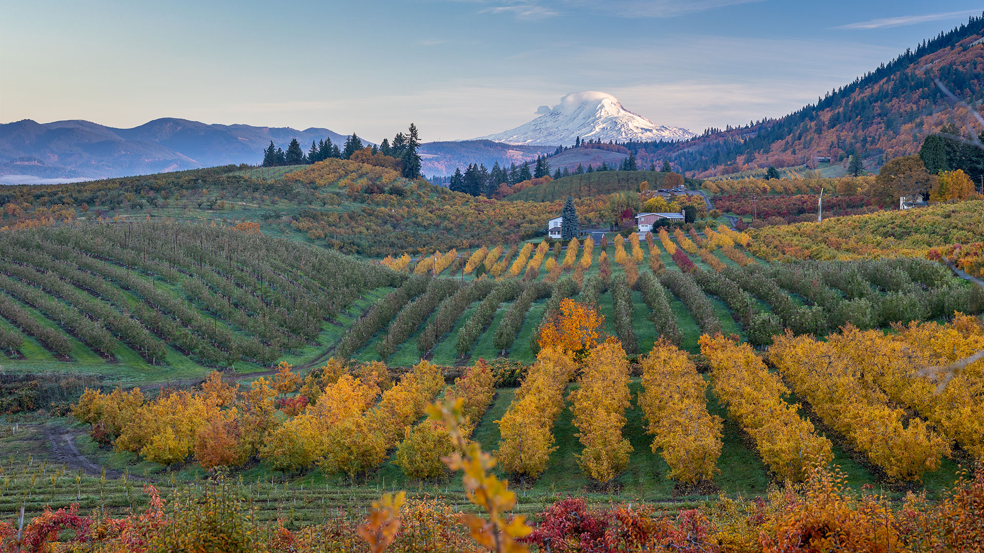 Fall orchards in Hood River. Blaine Franger photo