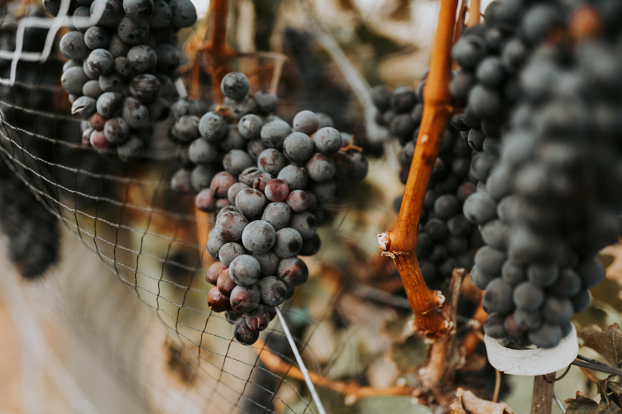 Wine grapes on the vine
